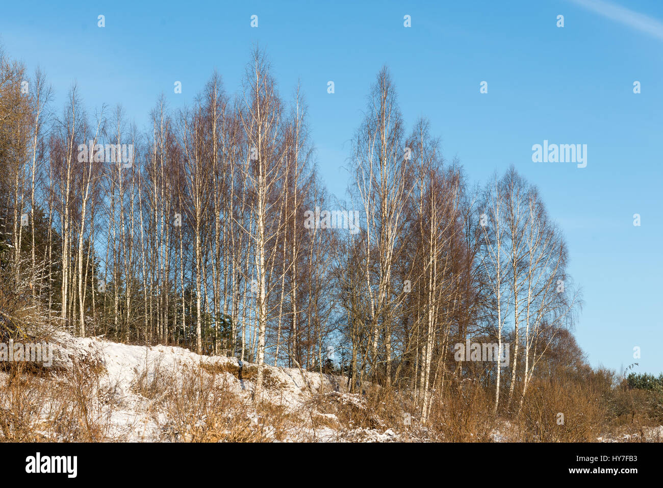 beautiful snowy winter landscape with trees and blue sky Stock Photo ...