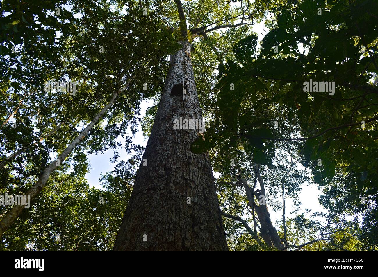 Rainforest treetops hires stock photography and images Alamy