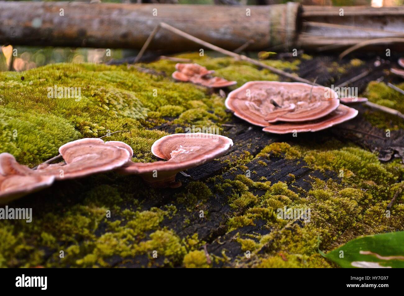 Mushrooms on a mossy log Stock Photo