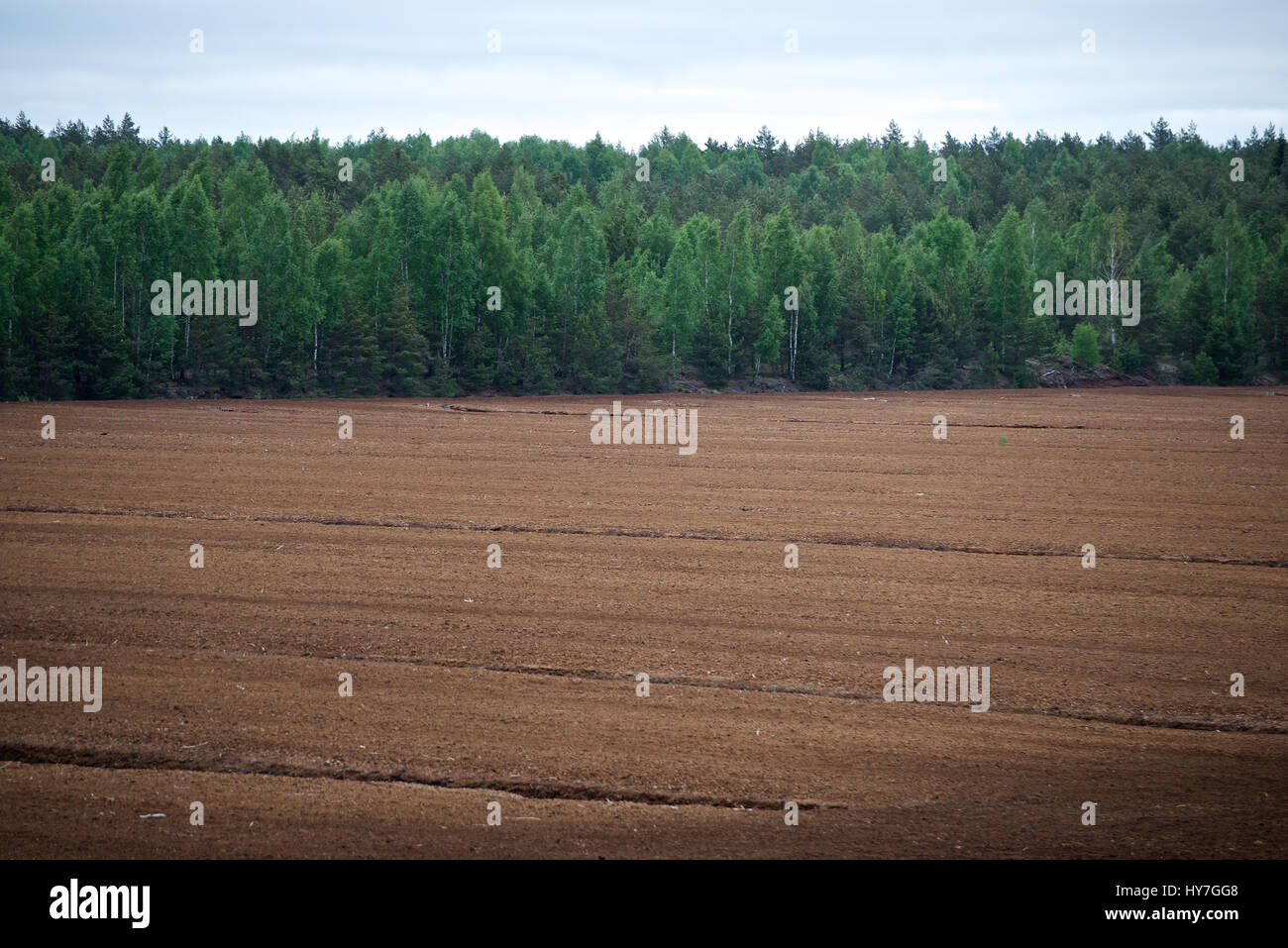 turf field in the country with forest strip Stock Photo - Alamy