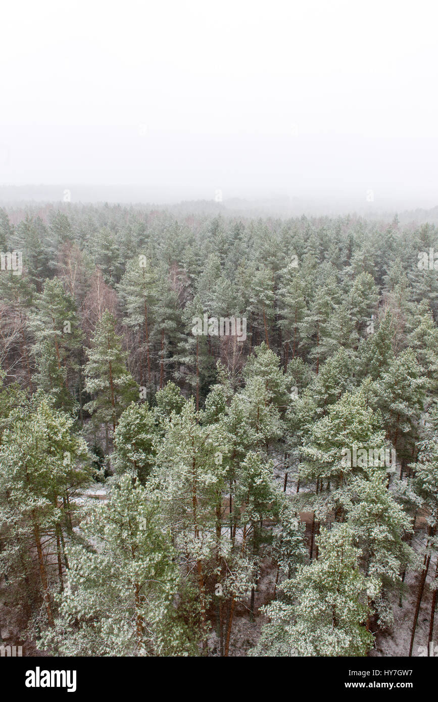 panoramic view of misty forest. far horizon Stock Photo - Alamy