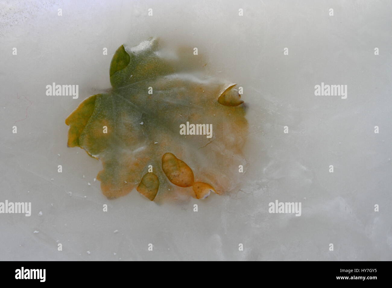 A yellow and green leaf frozen in ice landscape format Stock Photo - Alamy