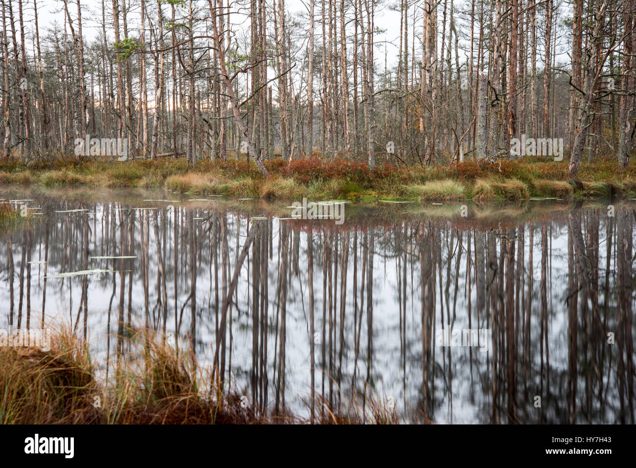 reflections in the lake water at sunrise Stock Photo - Alamy