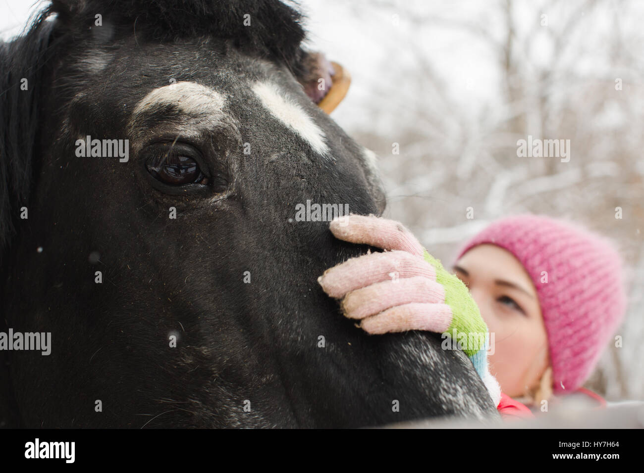 Woman cleaning the horse neb Stock Photo