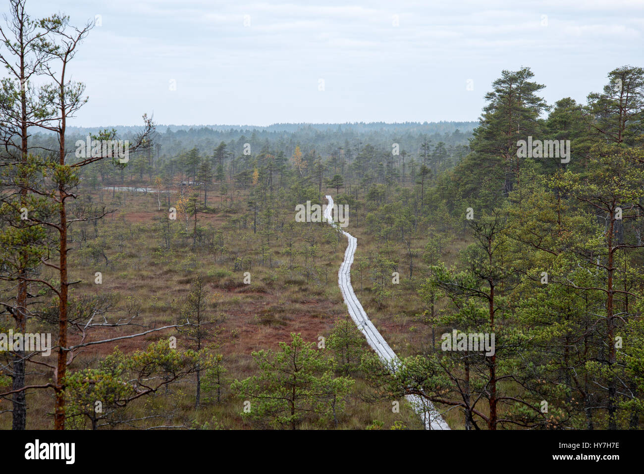Morning fog over the forest lake and marsh in the bog Stock Photo - Alamy