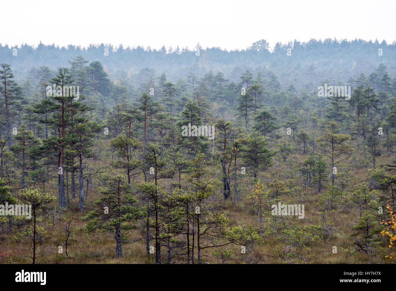 Morning fog over the forest lake and marsh in the bog Stock Photo - Alamy