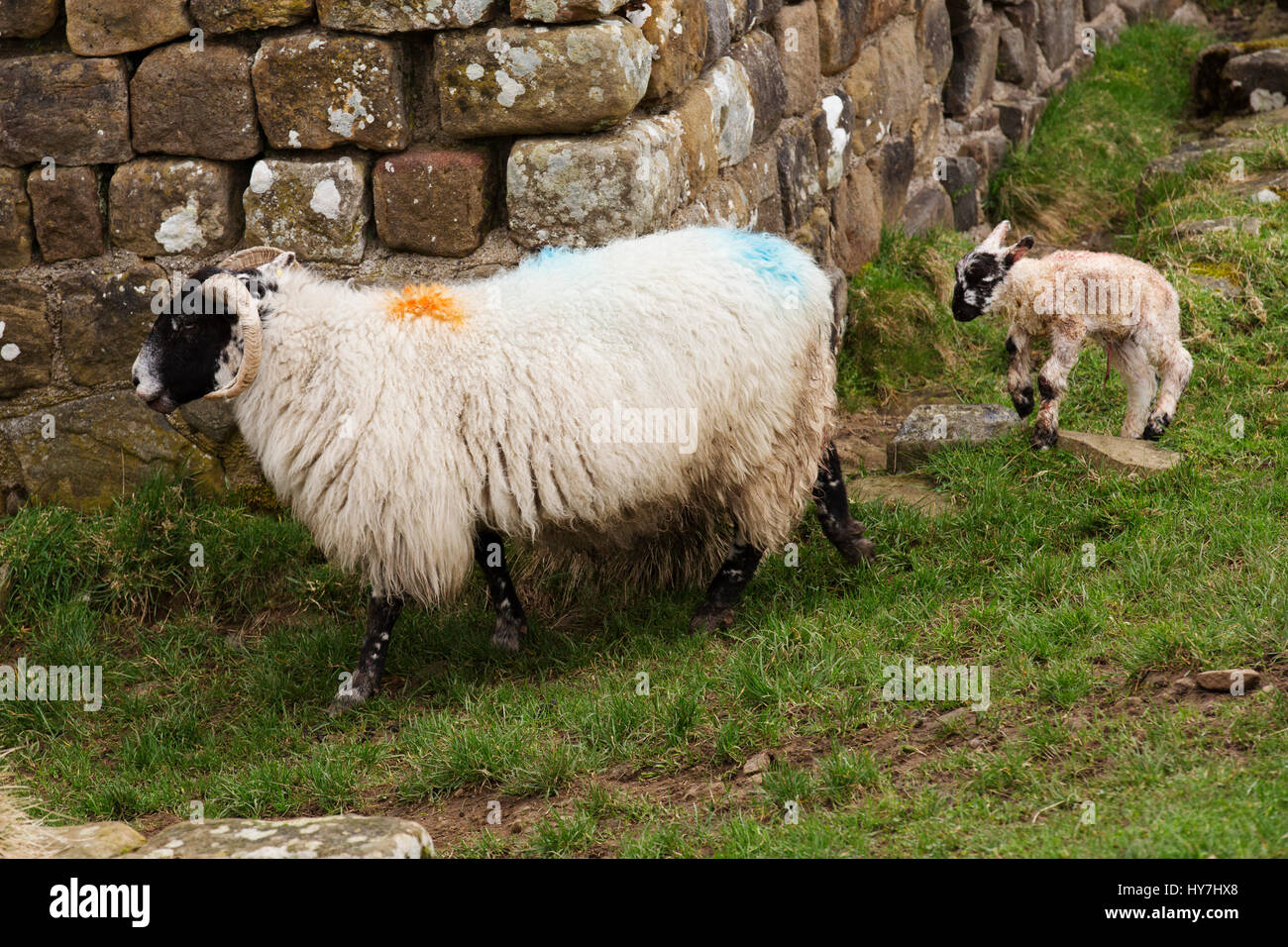 Ewe bore hi-res stock photography and images - Alamy