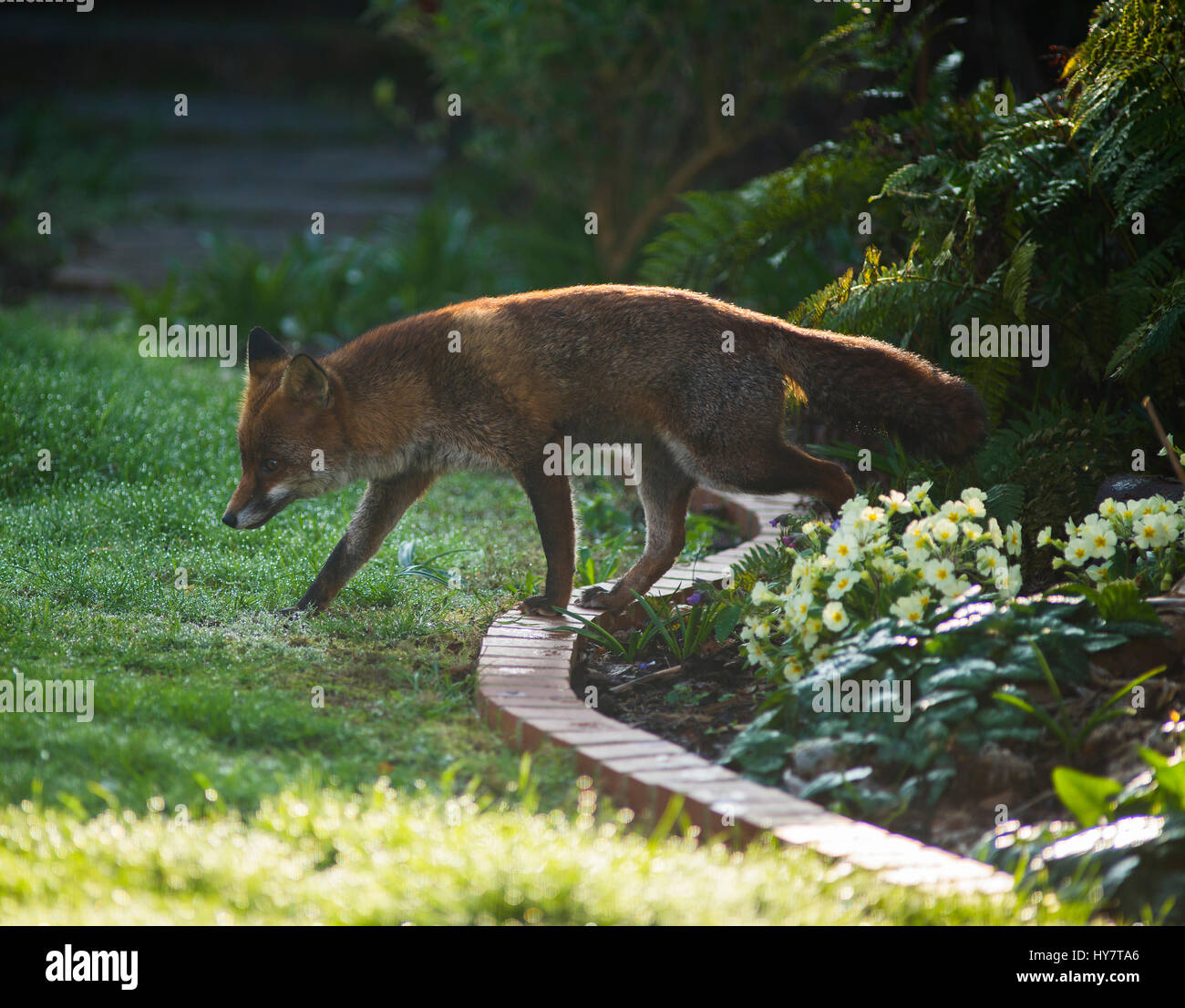 Wimbledon, London, UK. 2nd April, 2017. Red fox searches for food on a dew covered lawn in London, backlit in strong spring sunlight. Credit: Malcolm Park/Alamy Live News. Stock Photo