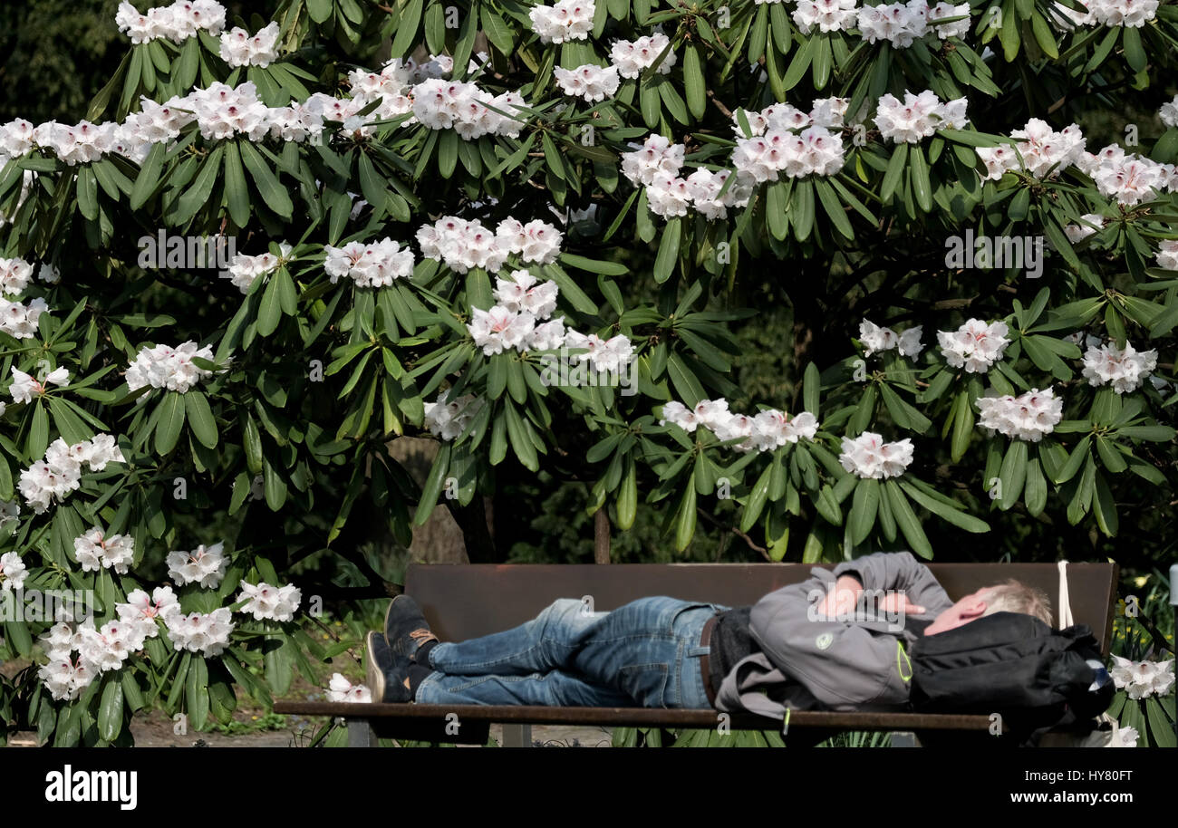 A man takes a nap on a bench underneath blooming rhododendrons in a ...