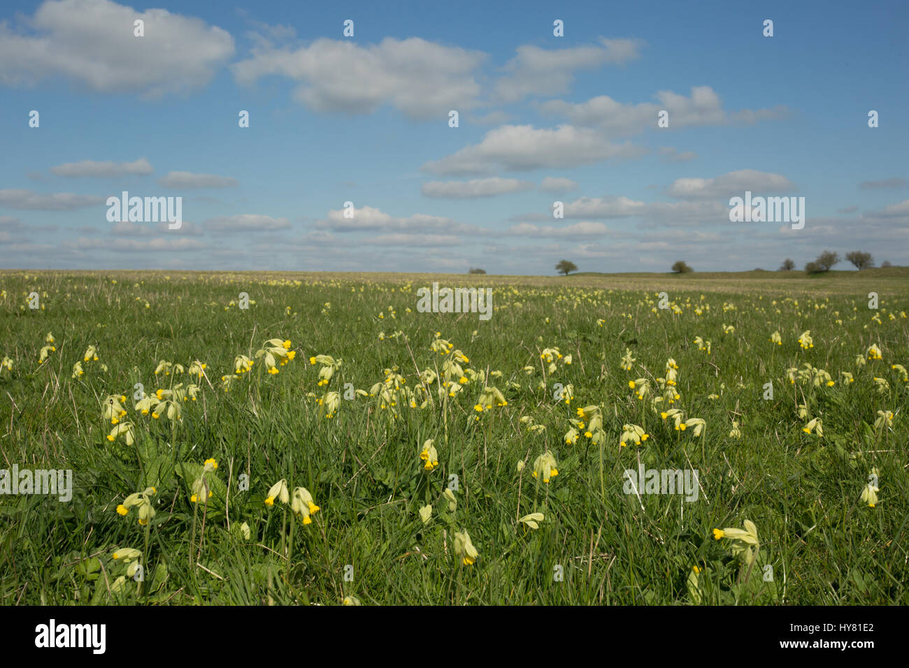 regis hires stock photography and images Alamy