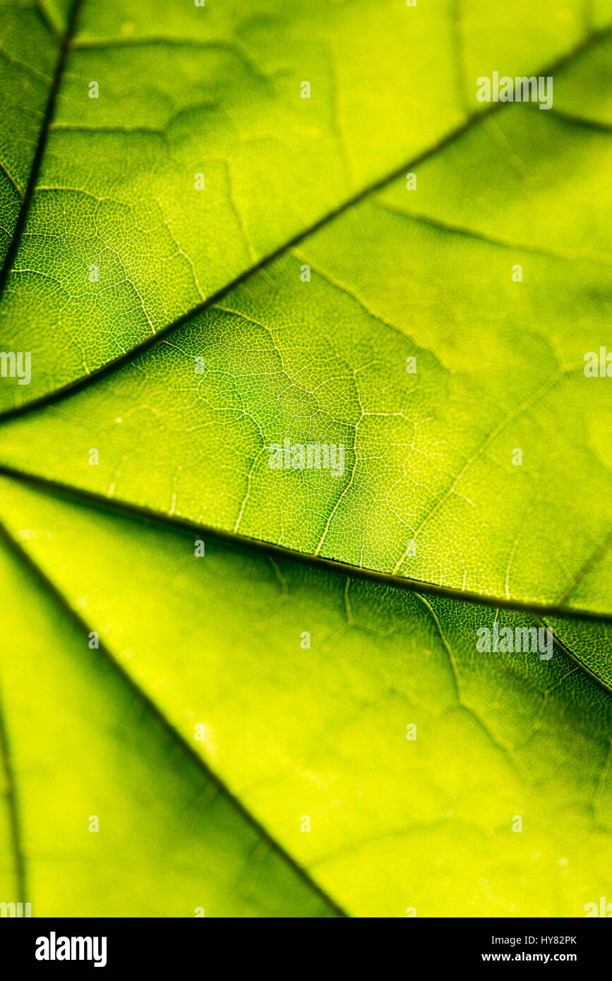 green leaves on blue sky background Stock Photo - Alamy