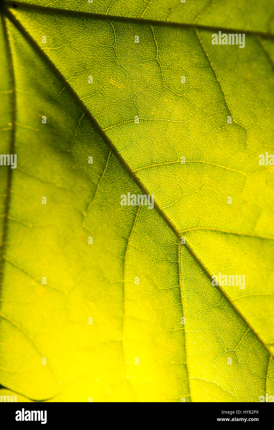 green leaves on blue sky background Stock Photo - Alamy