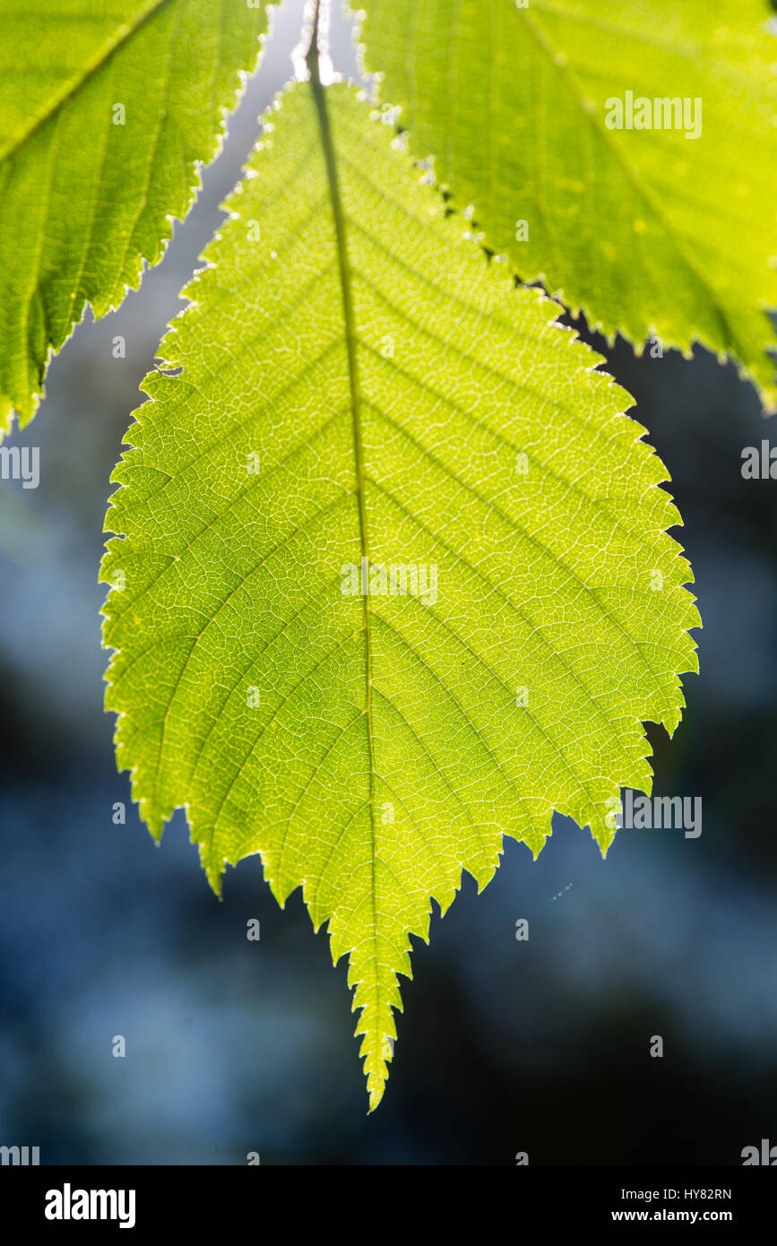 green leaves on blue sky background Stock Photo - Alamy