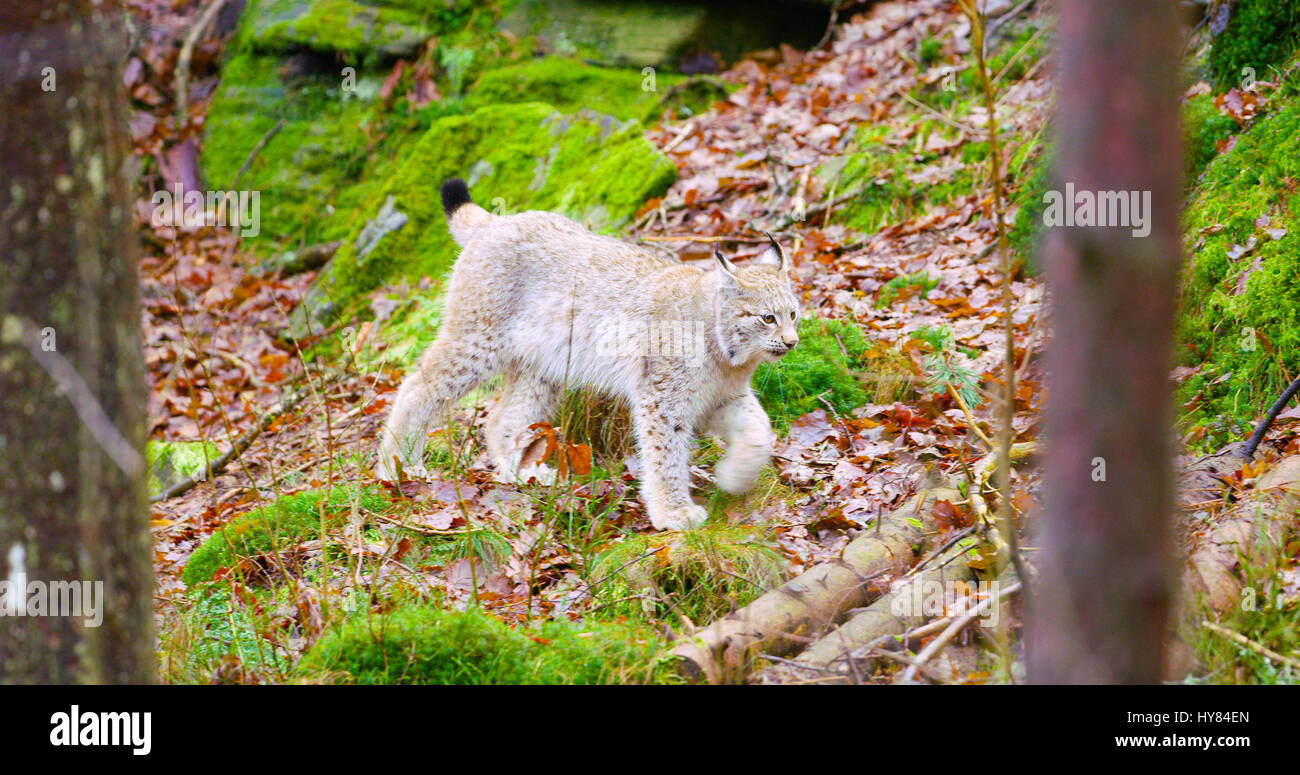 European lynx cub walking in the forest Stock Photo