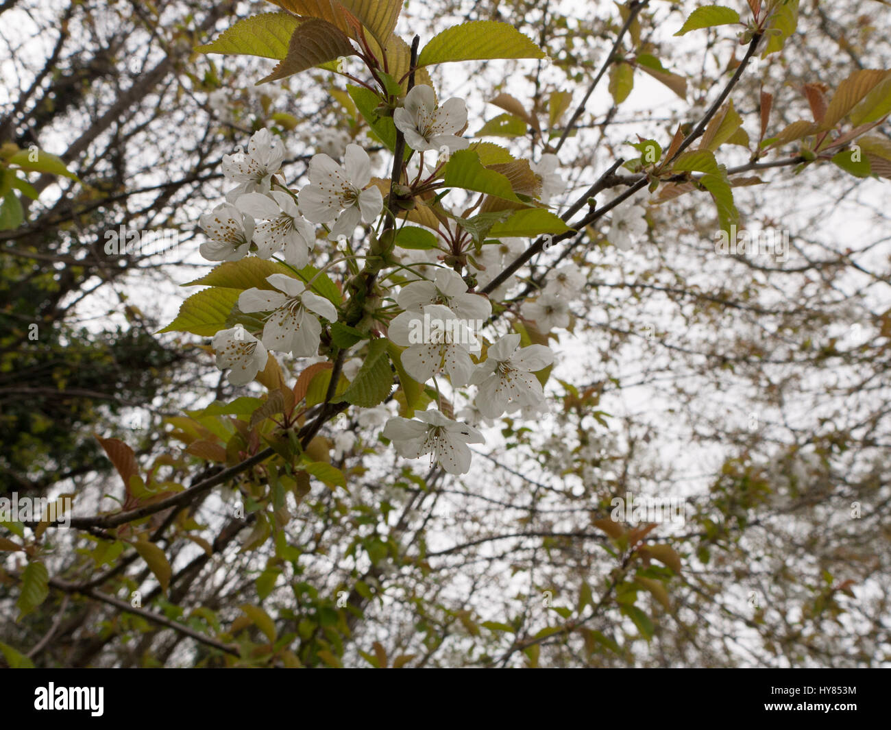 White flower heads as seen from below Stock Photo Alamy