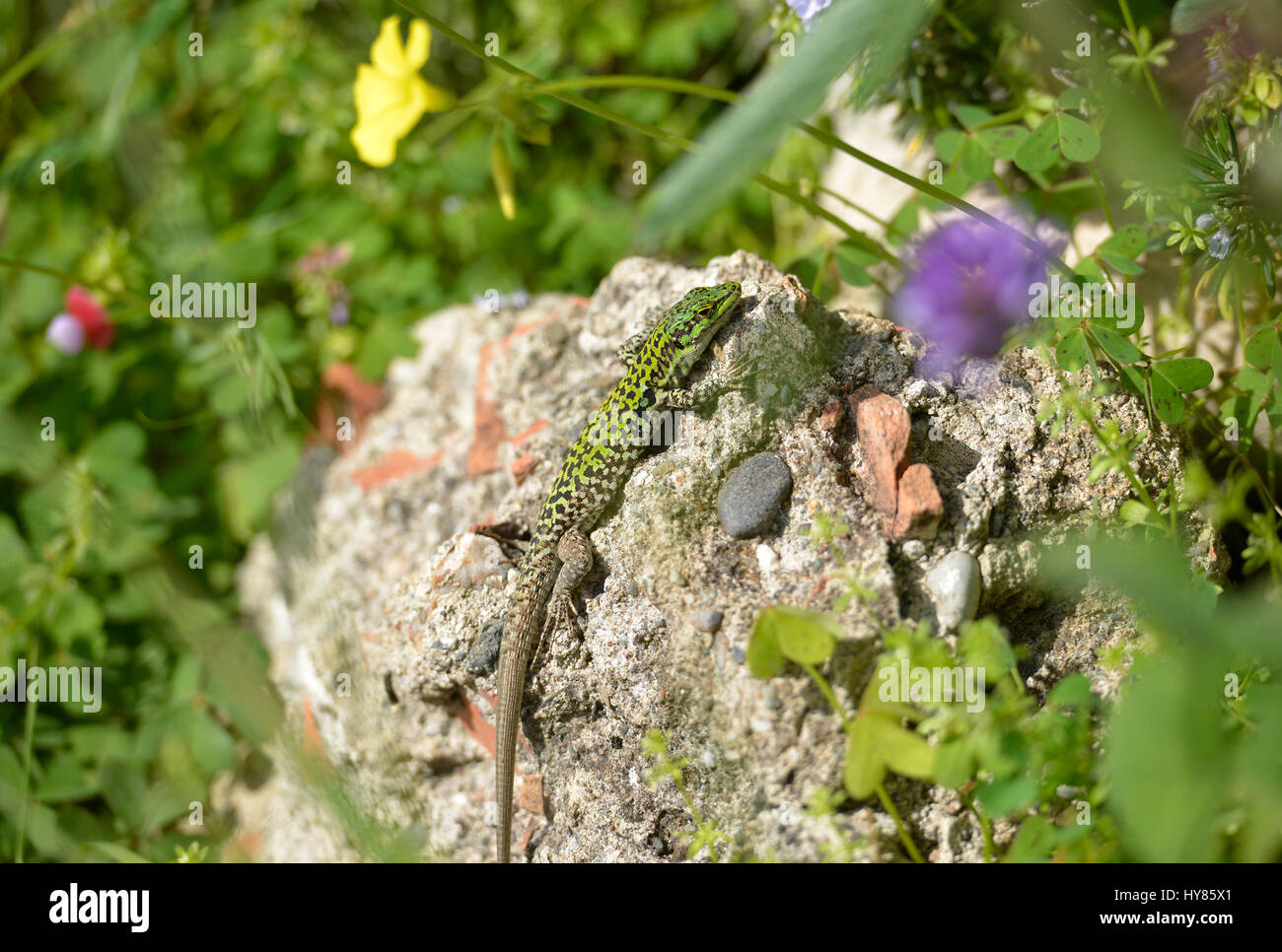 Fence lizard (Lacerta agilis), Taormina, Sicily, Italy, Zauneidechse (Lacerta agilis), Sizilien, Italien Stock Photo