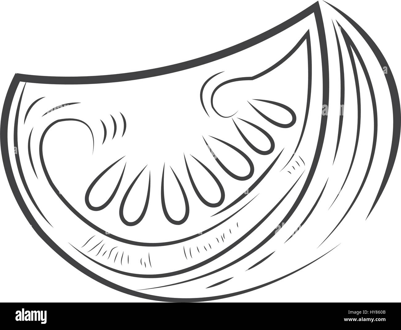 Tomato vector Cut half drawing Stock Vector