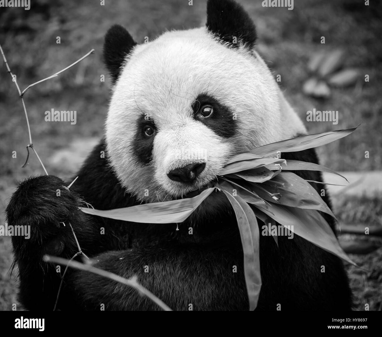 Giant Panda (Ailuropoda melanoleuca), Panda, Macau Panda's Pavilion, Macau Stock Photo