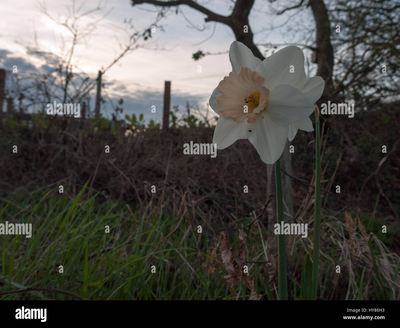 Daffodil with insects on it Stock Photo Alamy