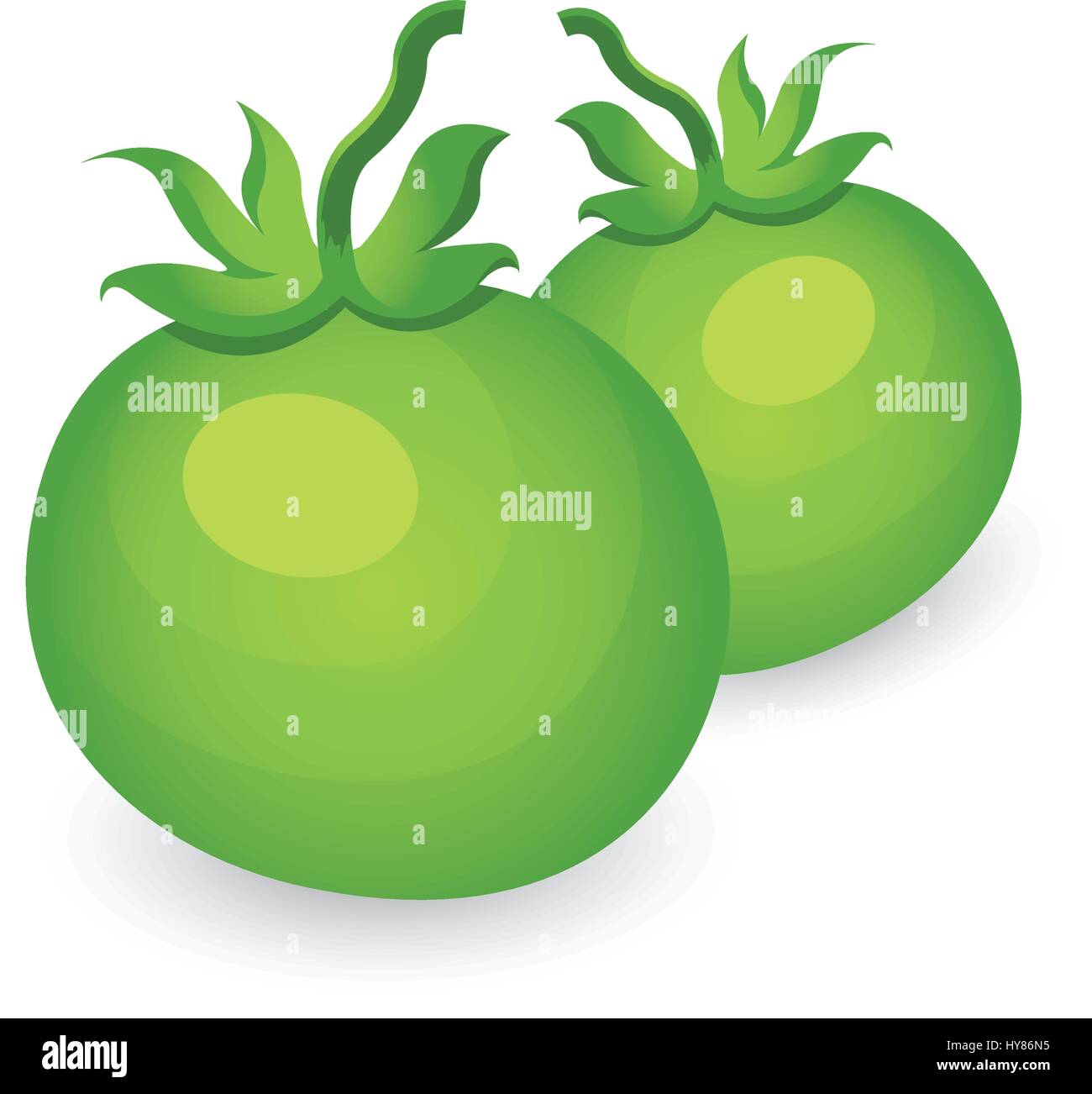 Green two Tomato 3D Icon Stock Vector Image & Art - Alamy