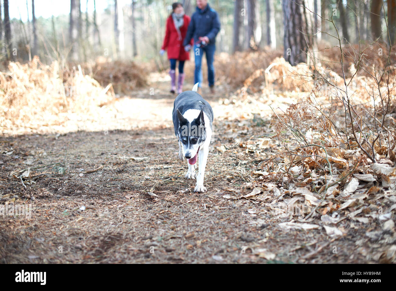 A young couple walk their dogs in the woods Stock Photo - Alamy