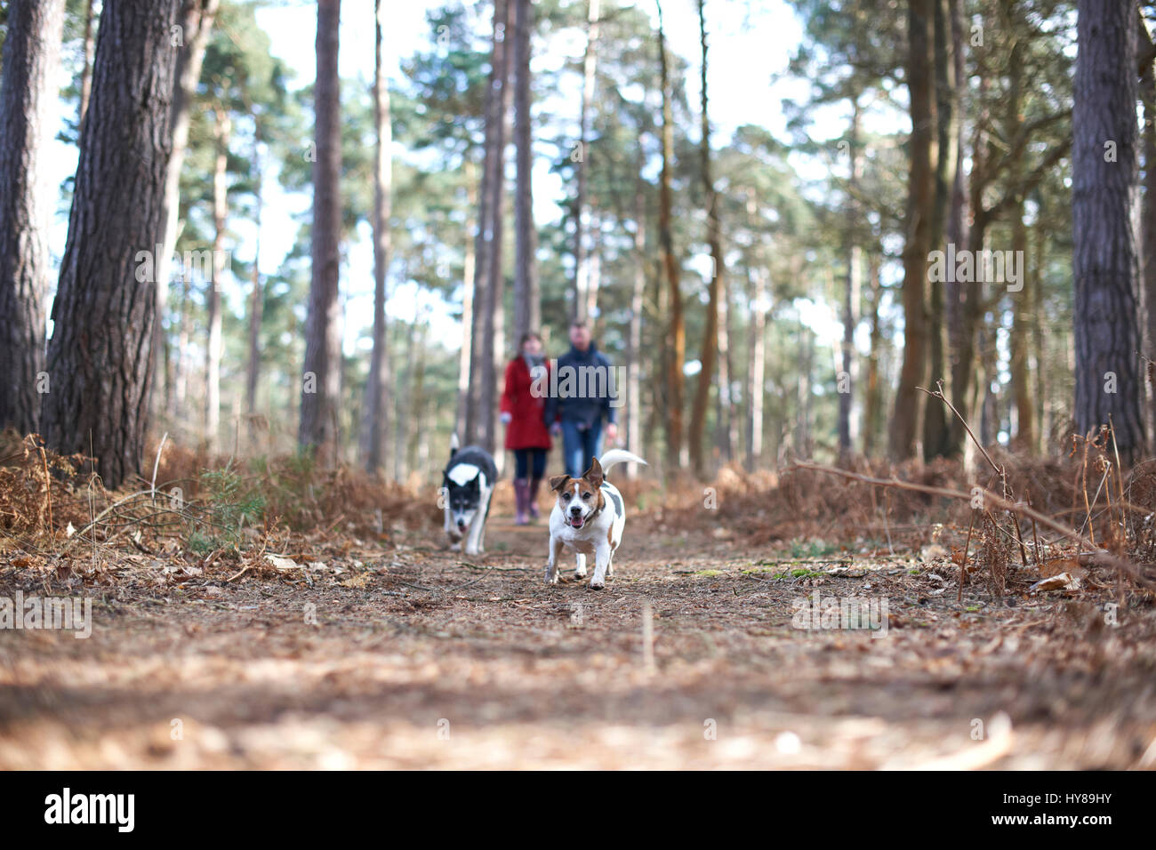 A young couple walk their dogs in the woods Stock Photo - Alamy