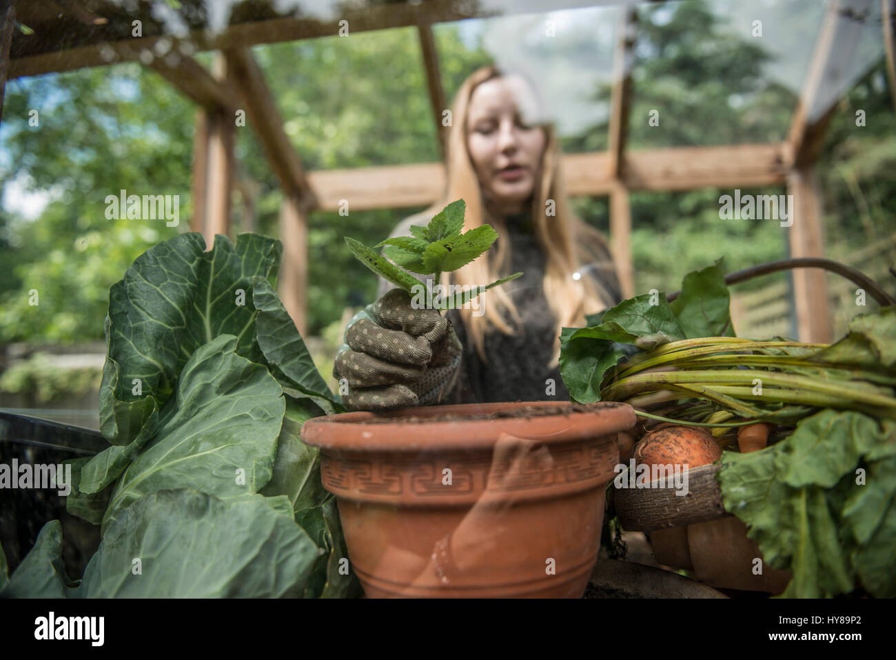 A young female gardener works in her greenhouse Stock Photo - Alamy