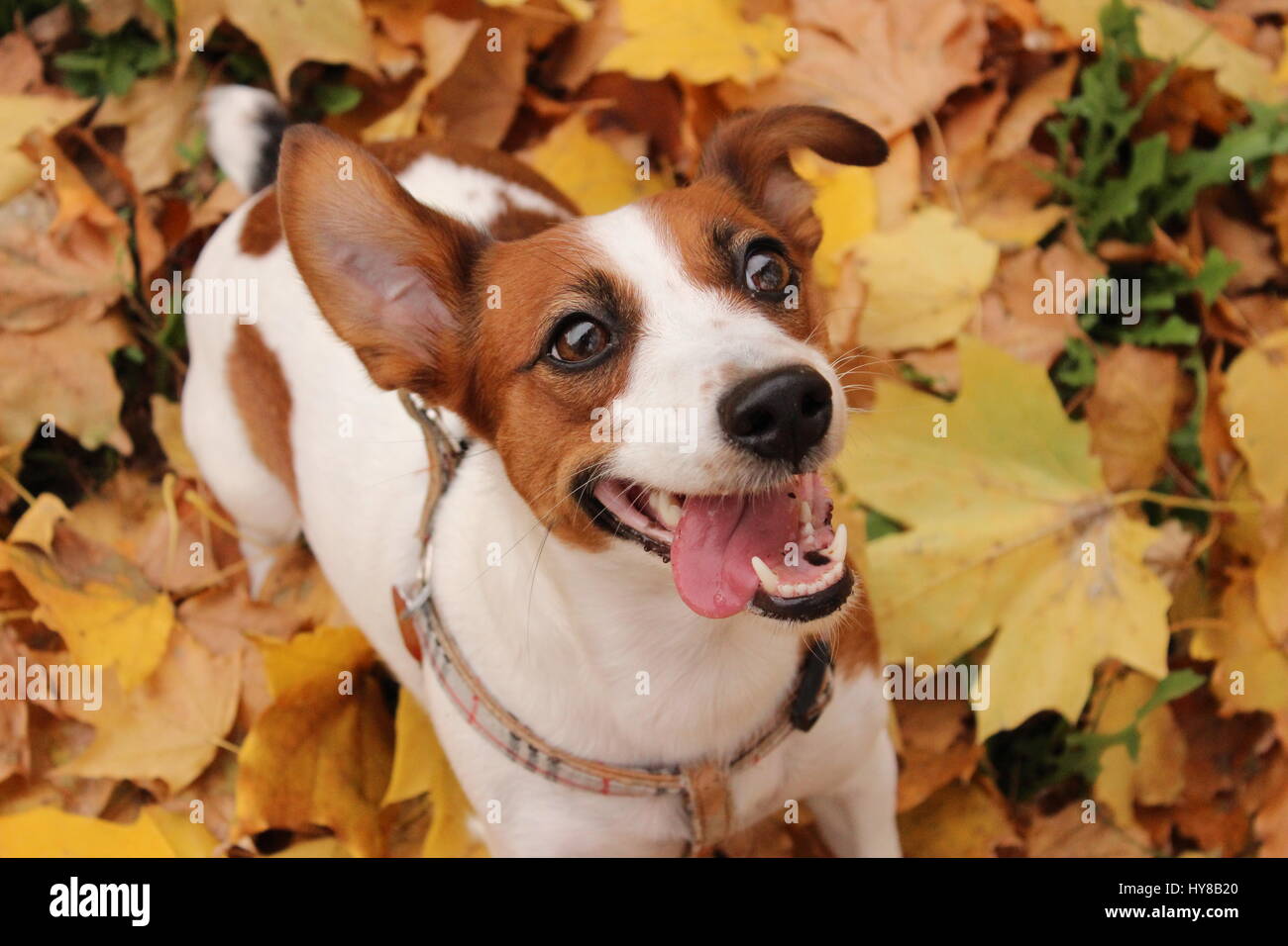 Happy jack russell hot sale
