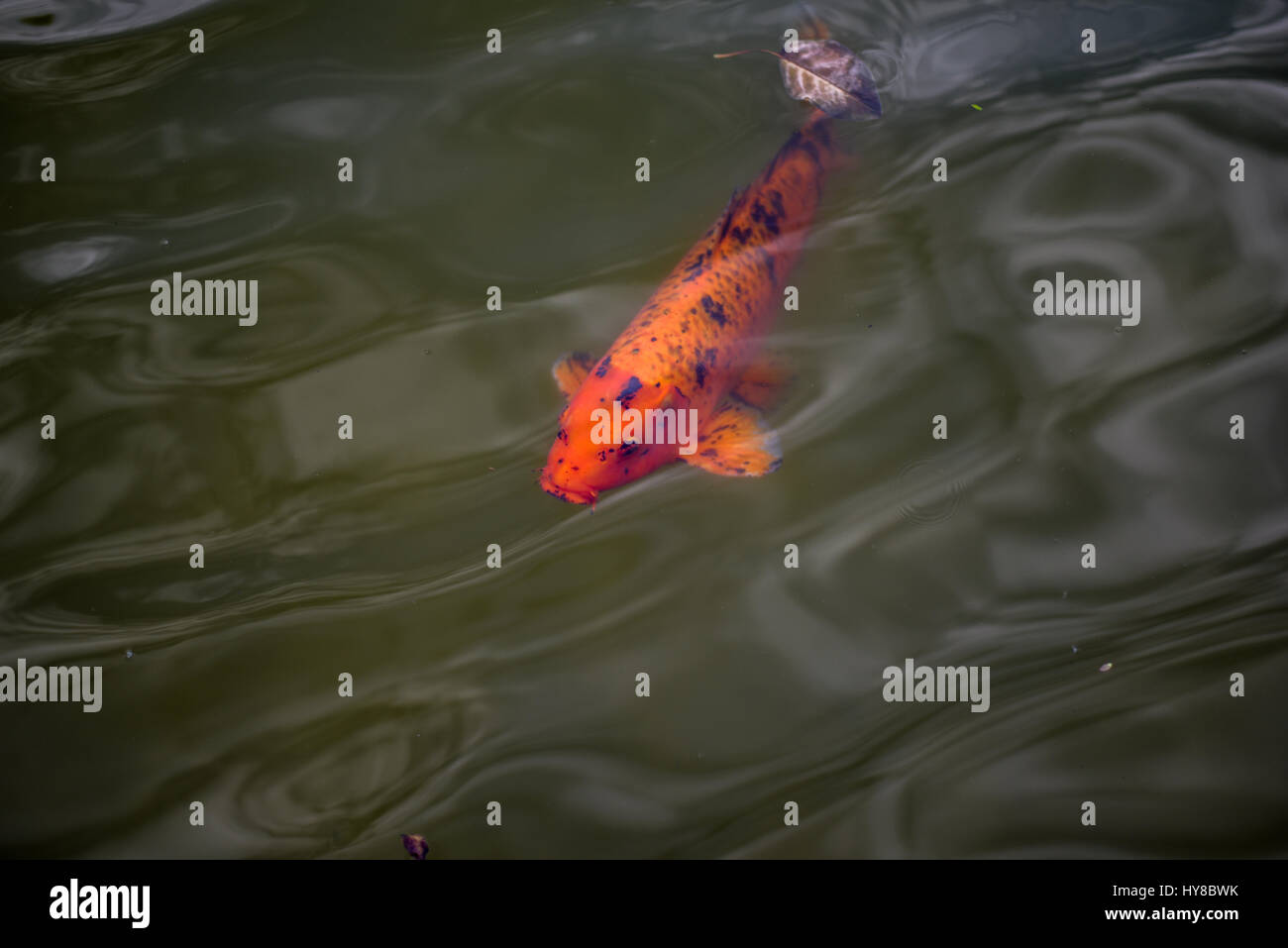 Huge and colorful fishes swimming in pool Stock Photo - Alamy