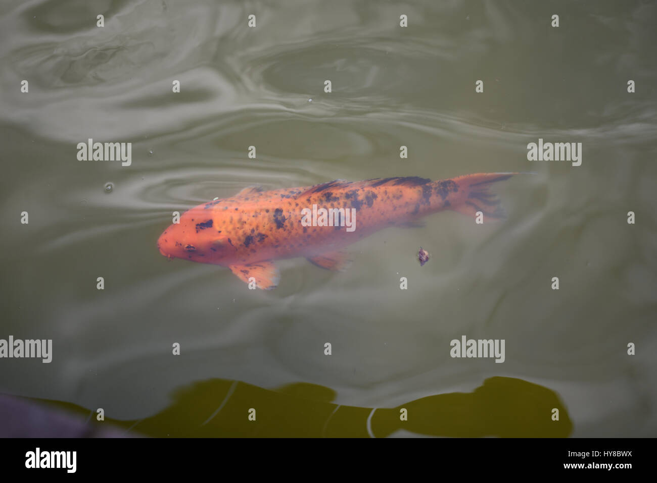 Fishes swimming in aquarium common hi-res stock photography and images ...