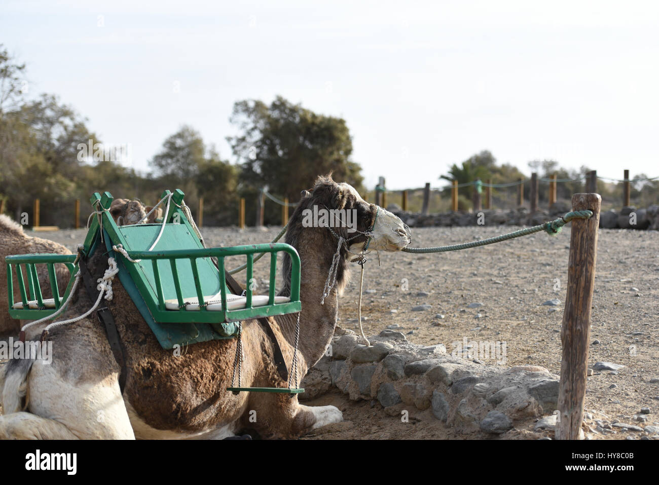 Camel with a seats fixed to him Stock Photo