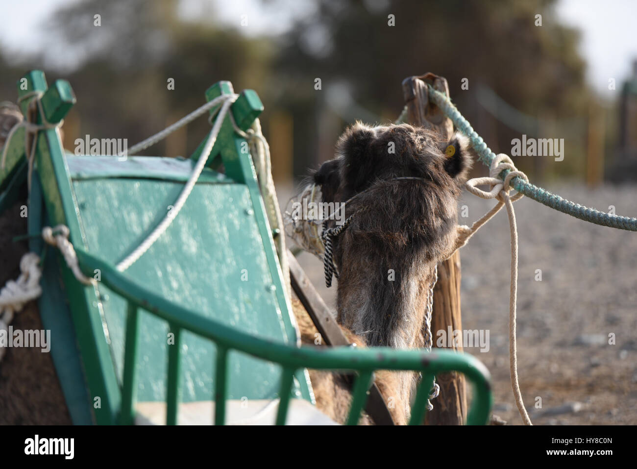 Camel with a seats fixed to him Stock Photo Alamy