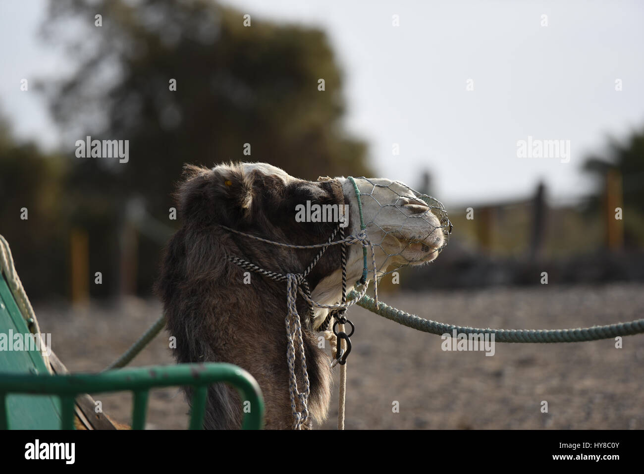 Camel with a seats fixed to him Stock Photo Alamy