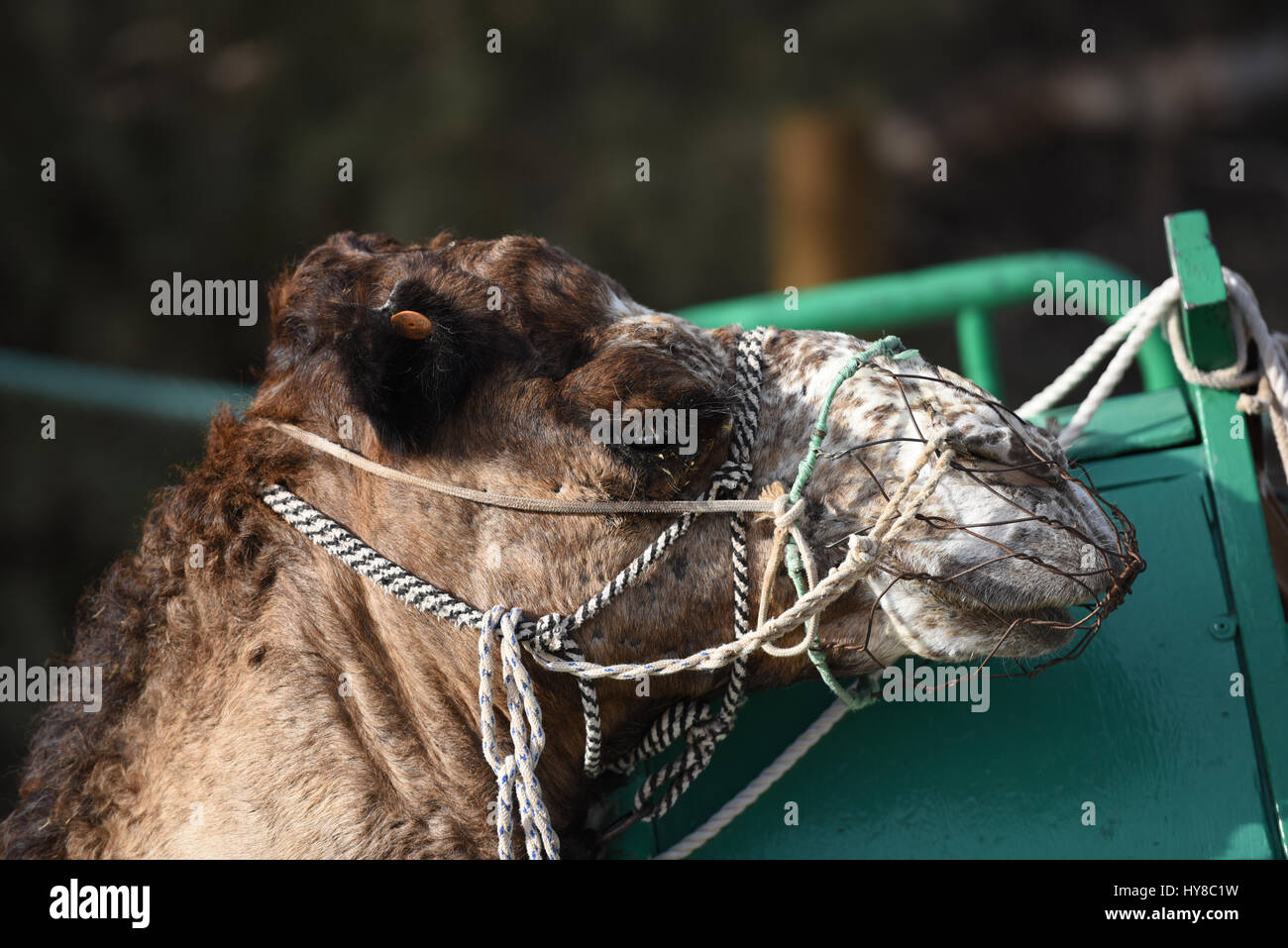 Camel with a seats fixed to him Stock Photo Alamy