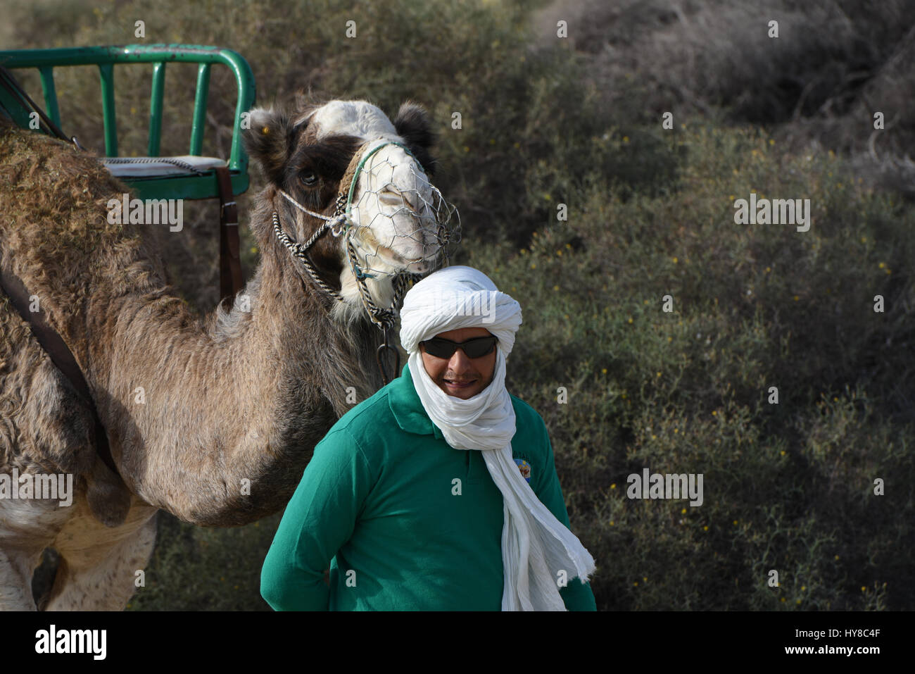 Camel leading tour guide Stock Photo