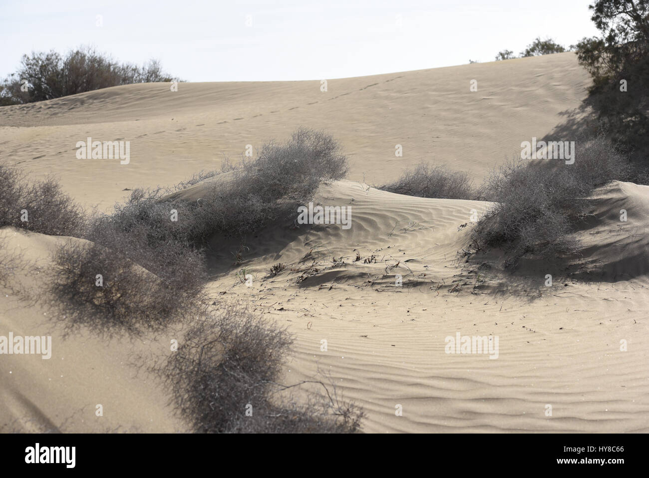 dunes of sand Stock Photo