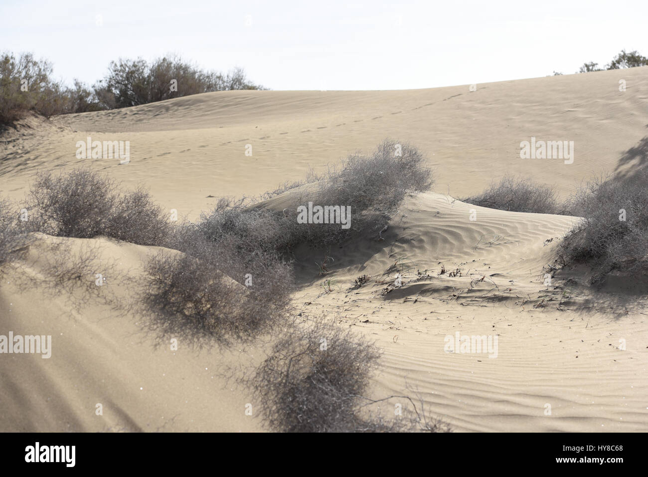 dunes of sand Stock Photo