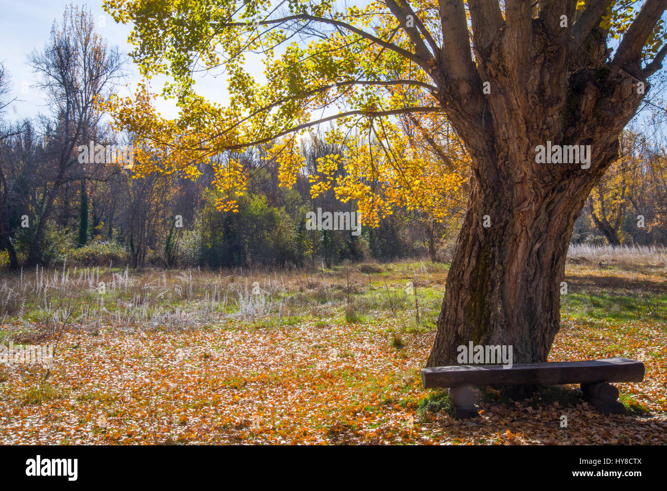 Autumn tree. Sierra de Guadarrama National Park, Rascafria, Madrid province, Spain. Stock Photo