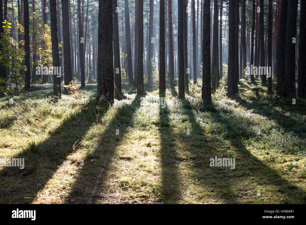 Morning sun beams in the autumn forest in latvia Stock Photo - Alamy