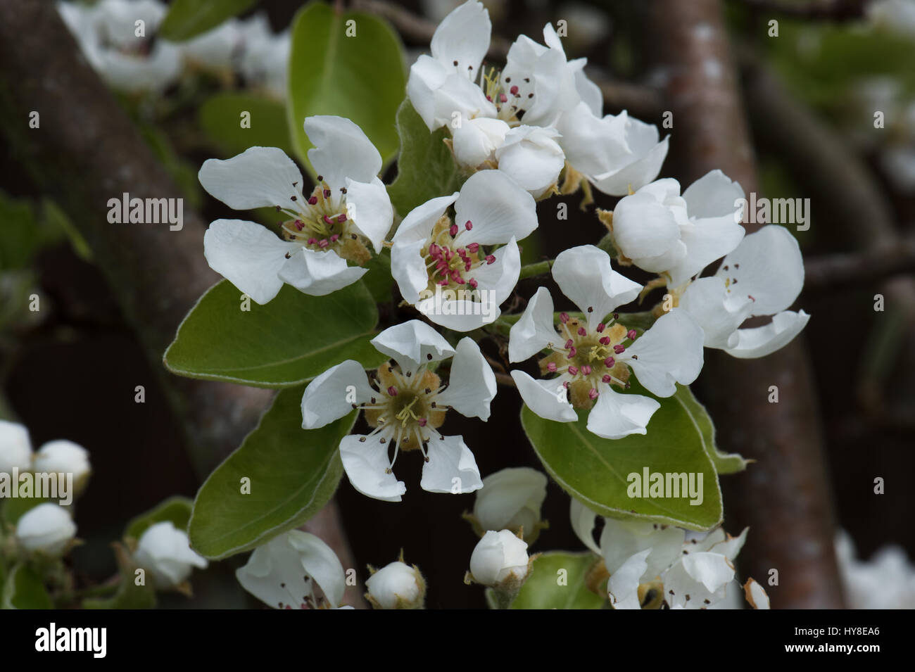 Beurre Hardy pear blossom Stock Photo