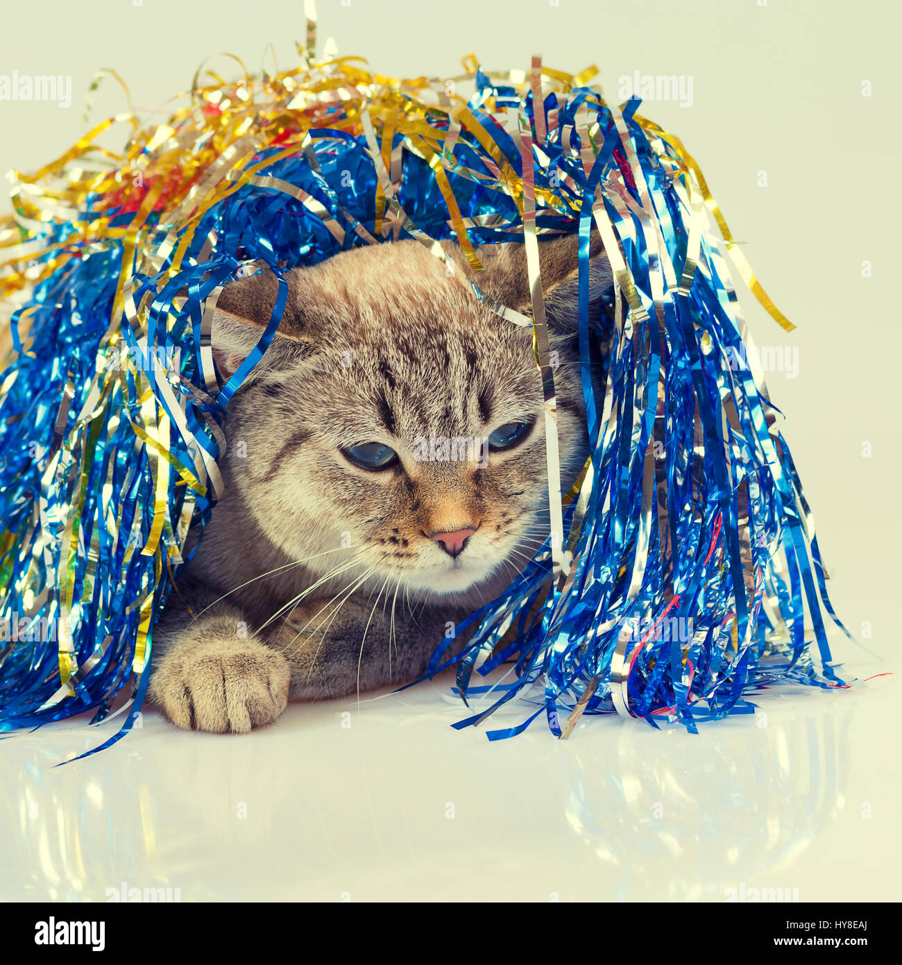 Cat and tinsel hires stock photography and images Alamy