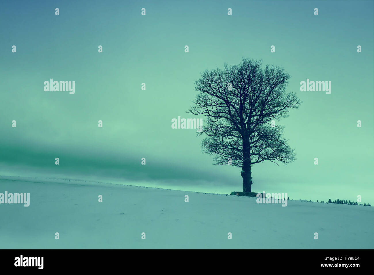 Alone tree on the snowy field at sunrise Stock Photo - Alamy
