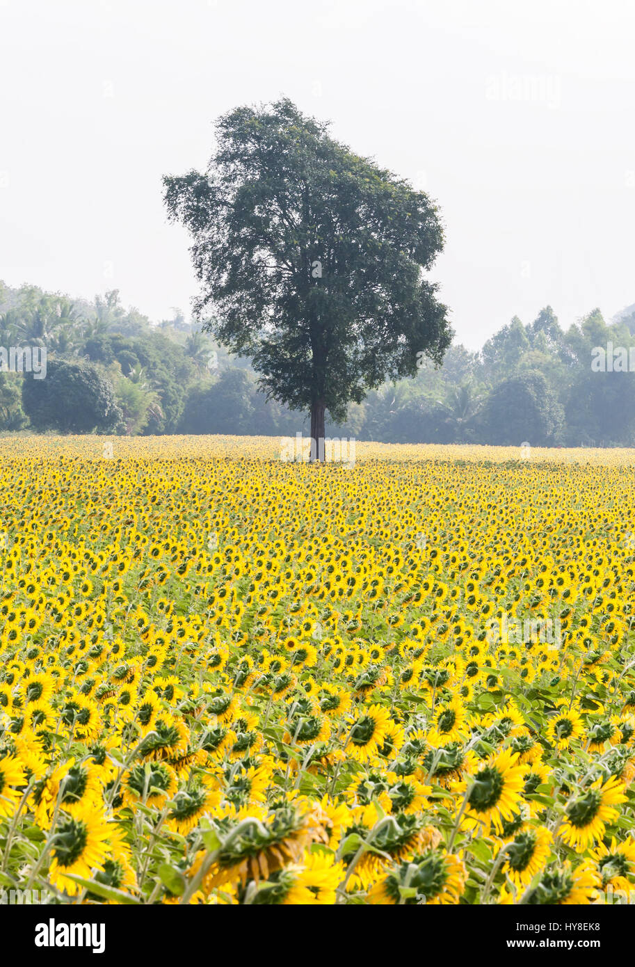 Alone tree in the sunflower field of the countryside farm. Stock Photo