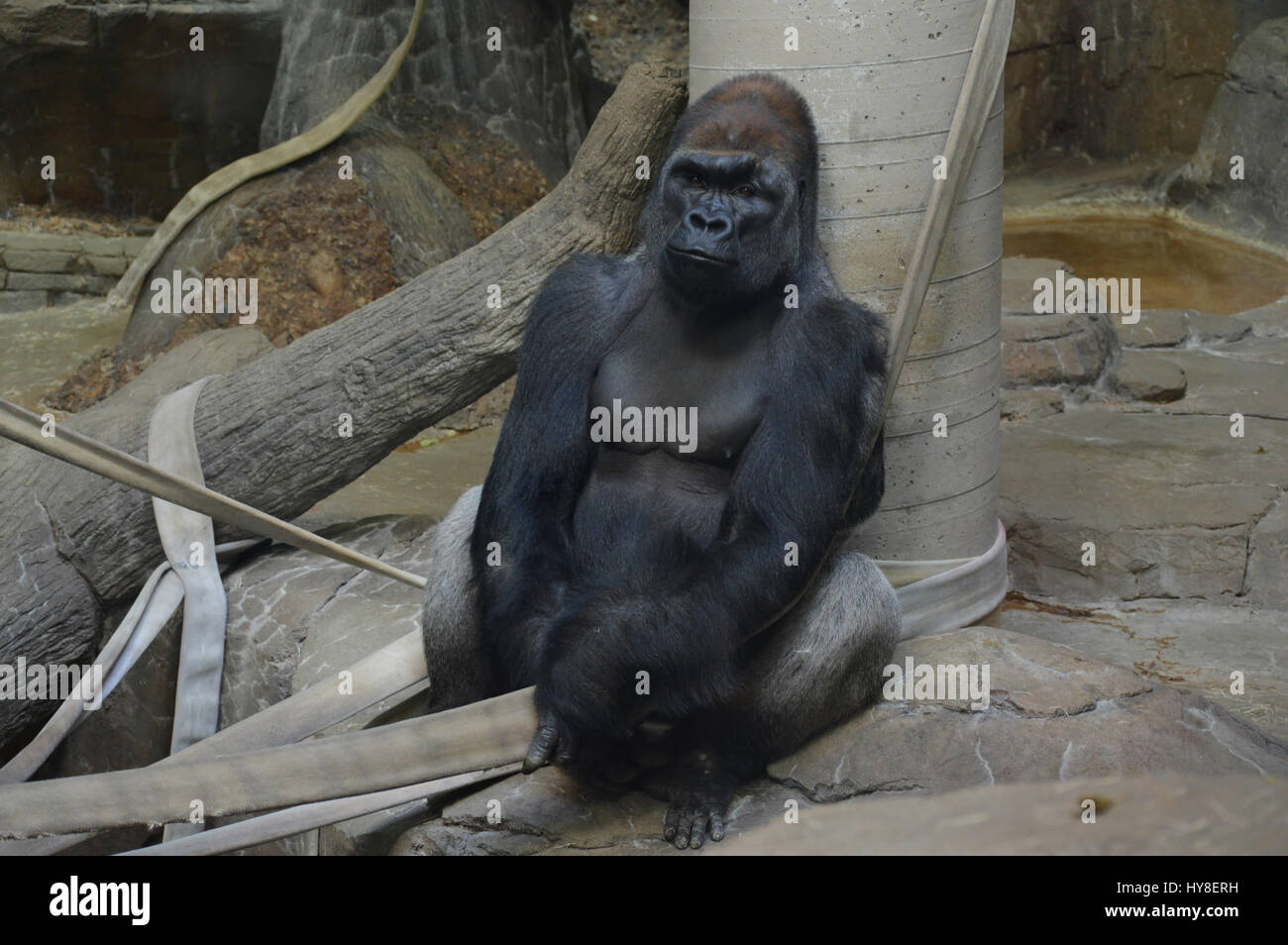 Calm Gorilla Hi Res Stock Photography And Images Alamy
