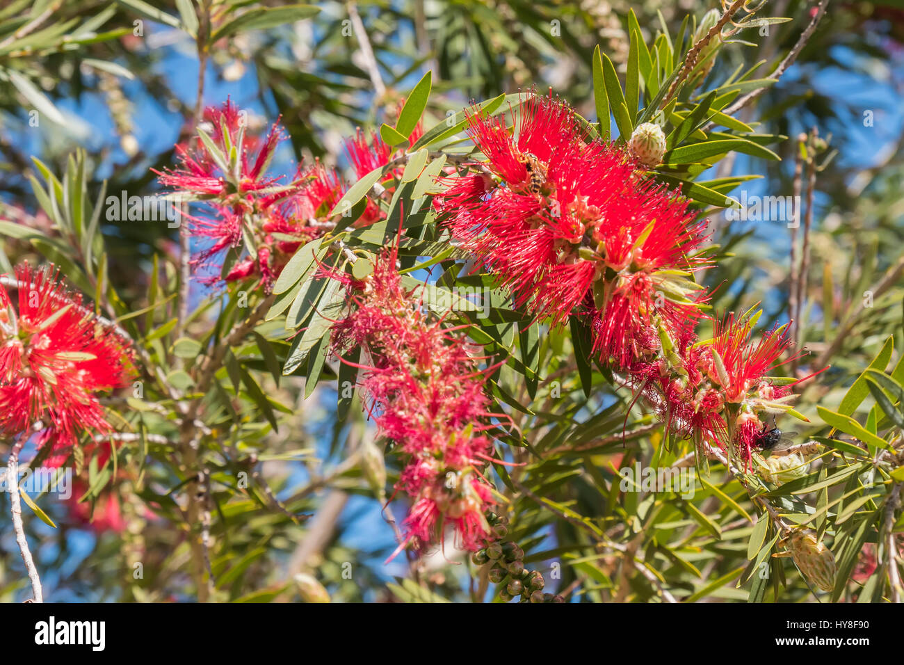 Callistemon citrinus, Melaleuca citrina, lemon bottlebrush, crimson, escobillon rojo o arbol del cepillo Stock Photo