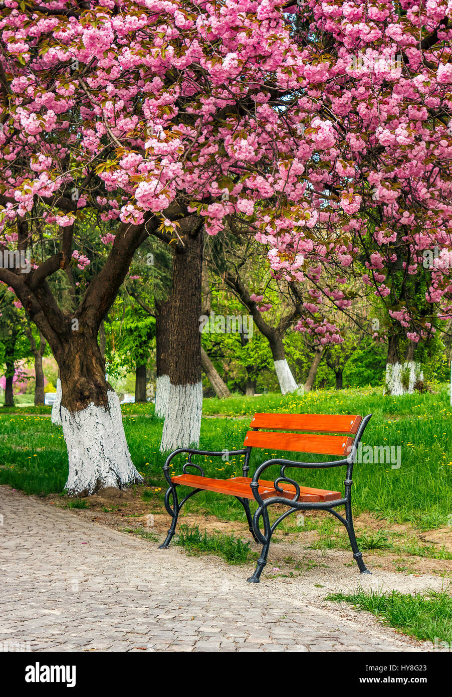 cherry blossom in city park. wooden bench under the branches of Sakura