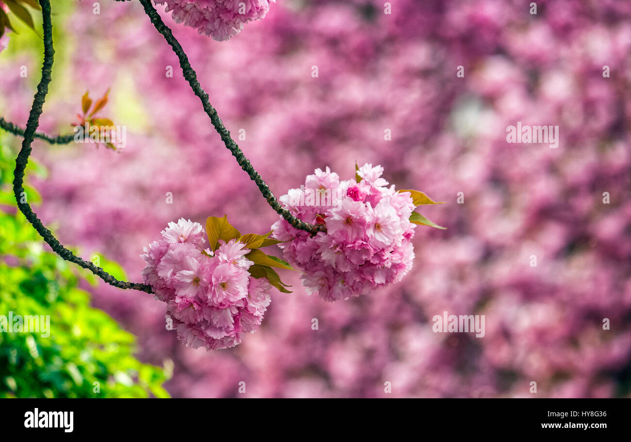 Sakura flower hi-res stock photography and images - Alamy