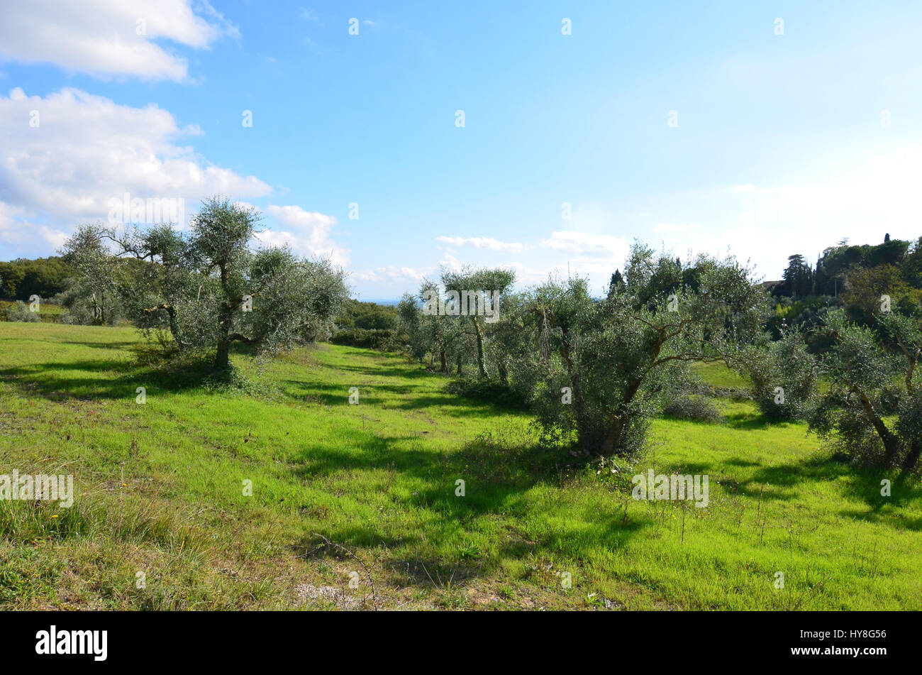 Lush green landscape with olive grove and rolling hills Stock Photo - Alamy