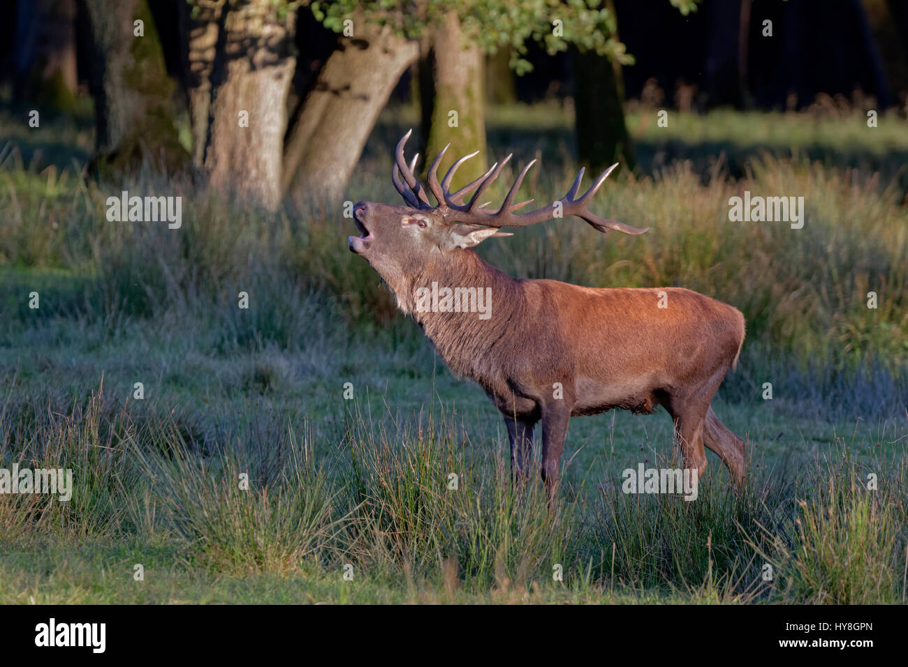 Rothirsche (Cervus elaphus), röhrend, Deutschland, Europa / Red Deer (Cervus elaphus), belling, Germany, Europe Stock Photo