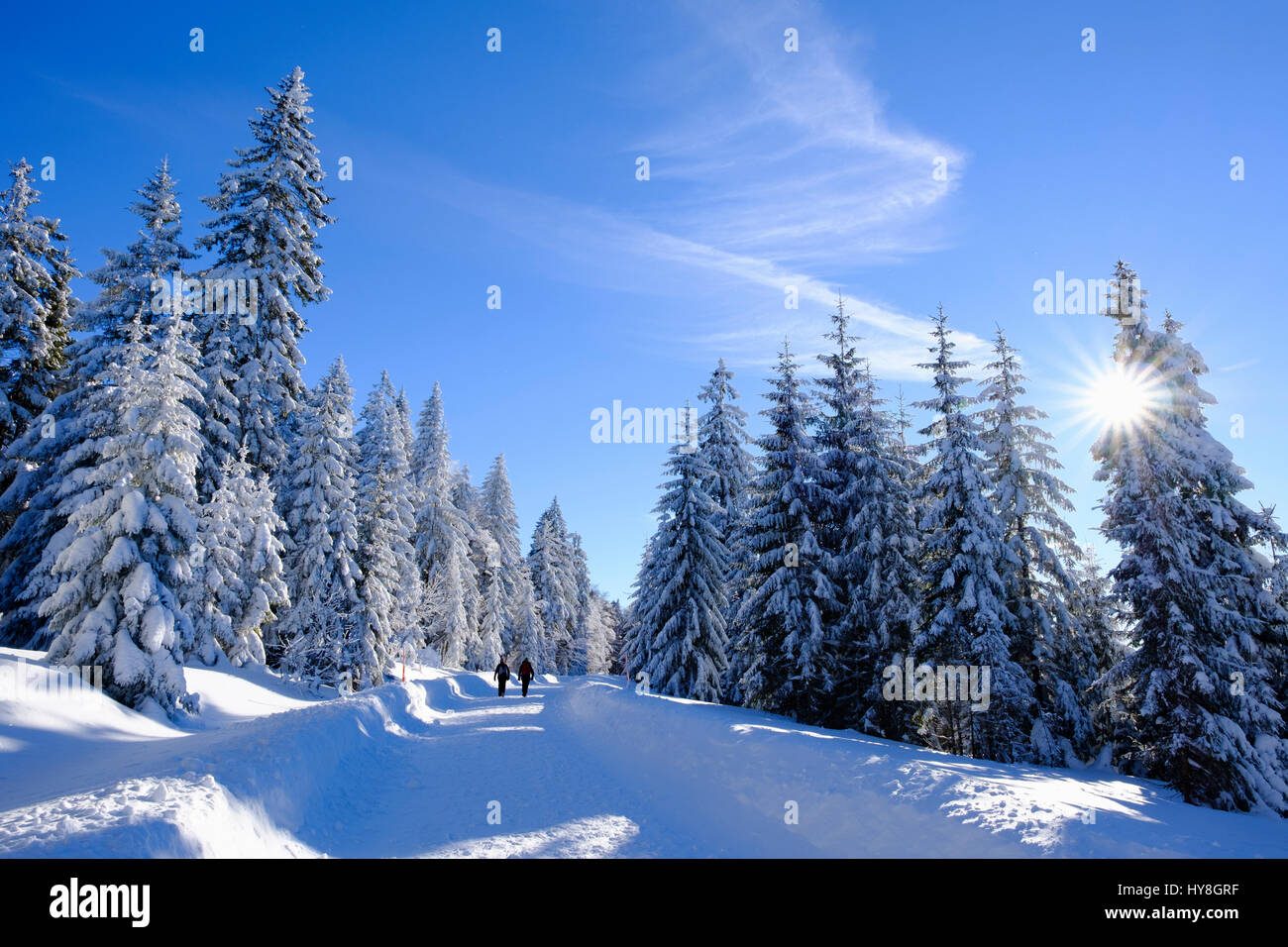 Fichtenwald mit Schnee, Lusenstraße bei Neuschönau, Nationalpark Bayerischer Wald, Niederbayern, Bayern, Deutschland Stock Photo